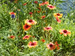Summer Meadow Flowers