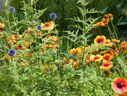 Summer Flowers on Meadow
