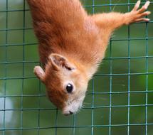 Squirrel Red Bushy on fence in zoo