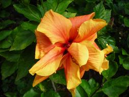 magnificent Tropical flower