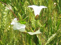 Calystegia sepium flowers in Barley field
