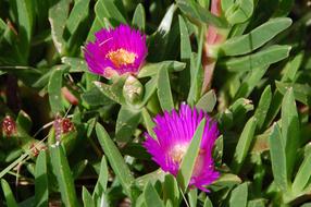 Flowers Spring