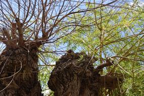 Willow trees with green leaves, in sunlight, under the blue sky with clouds