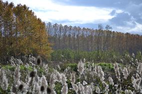 Autumn Trees in a picturesque landscape