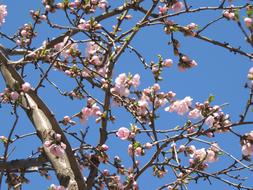 Aesthetic Pink Flowers tree