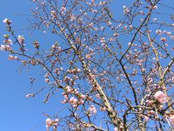 ravishing Bloom Pink tree