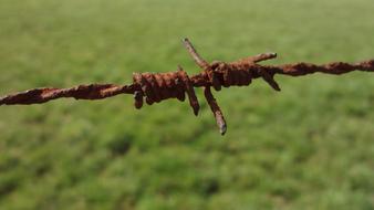 metal barbed wire on blurred green grass background