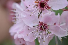 pink Japanese Cherry Blossom