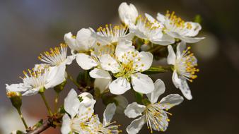 Bee and white Flower