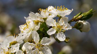 Spring flowers branch at Sunshine