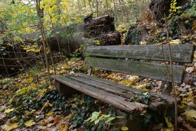 Autumn forest Bank