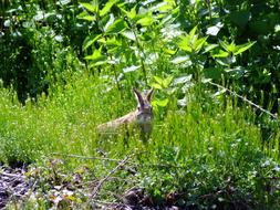 wild rabbit in green grass in the wild