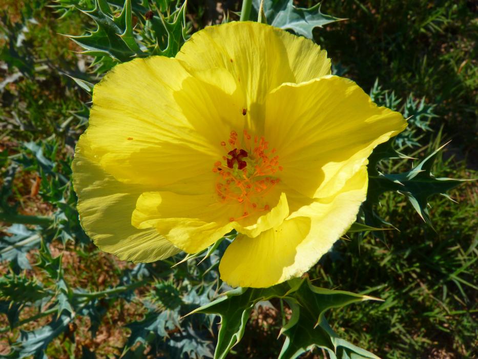 yellow open Flower