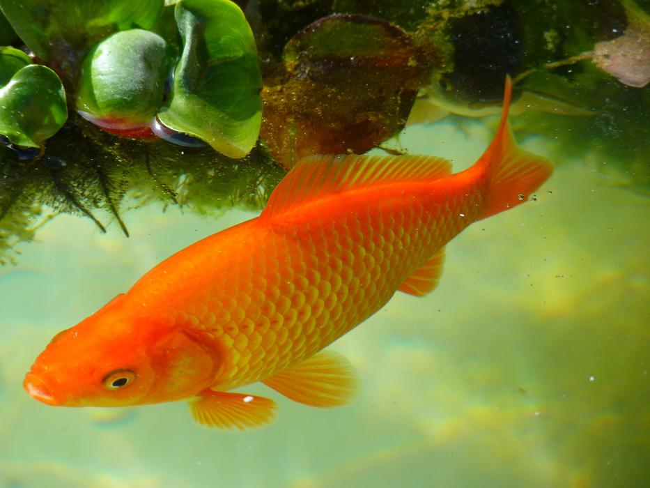 Beautiful and colorful, gradient goldfish in the water
