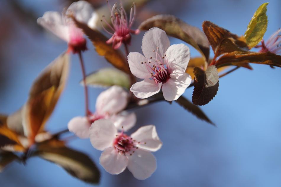 impressively beautiful cute Flower