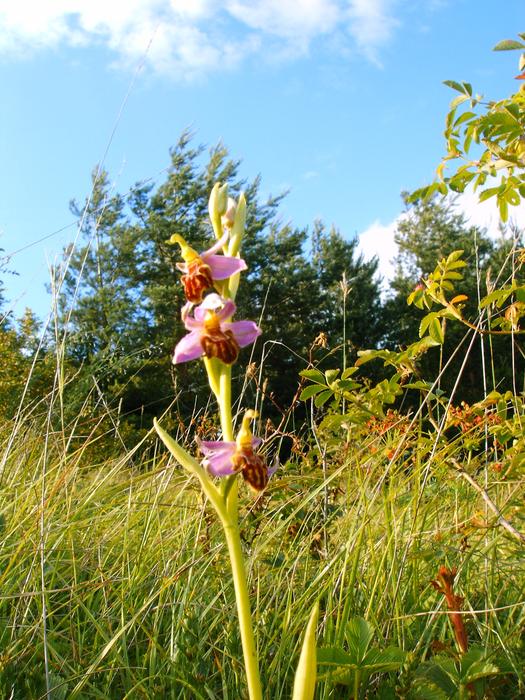 pink flower among green grass in summer