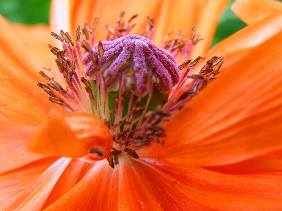 Poppy Central red