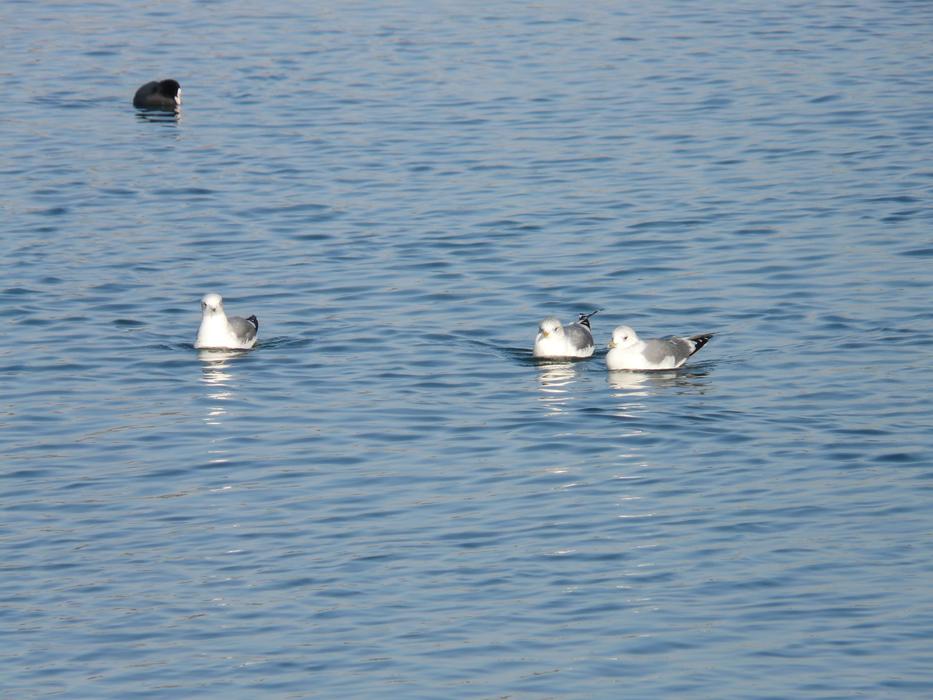 gull family swims in the sea