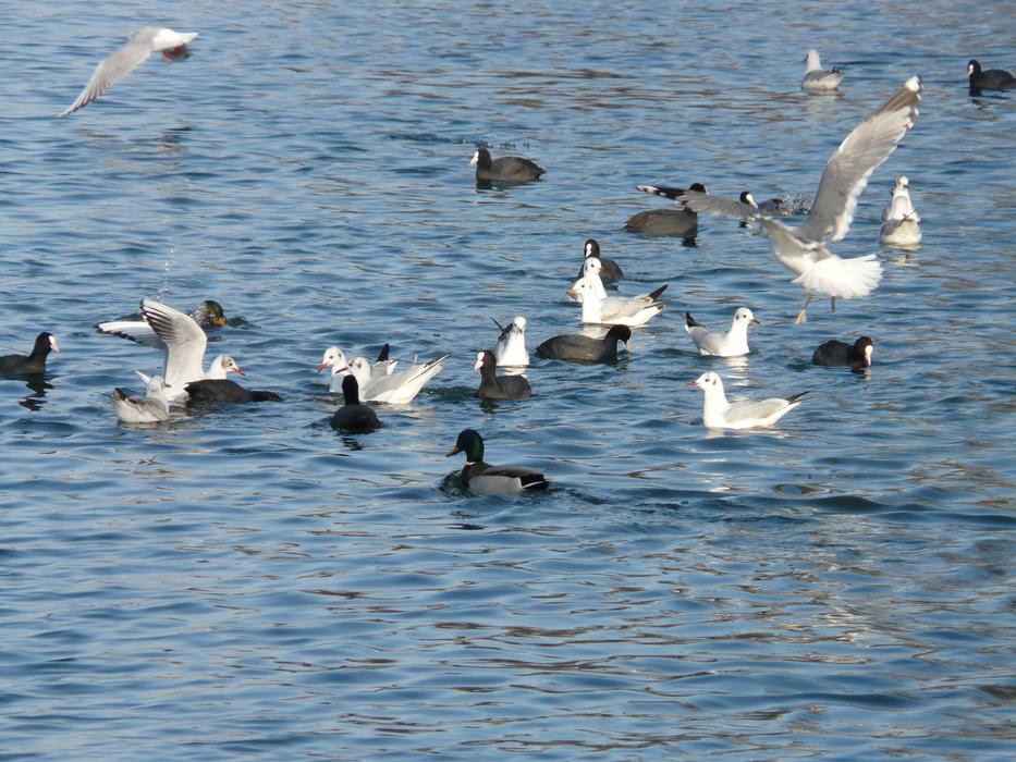 Beautiful and colorful ducks on the water with ripple