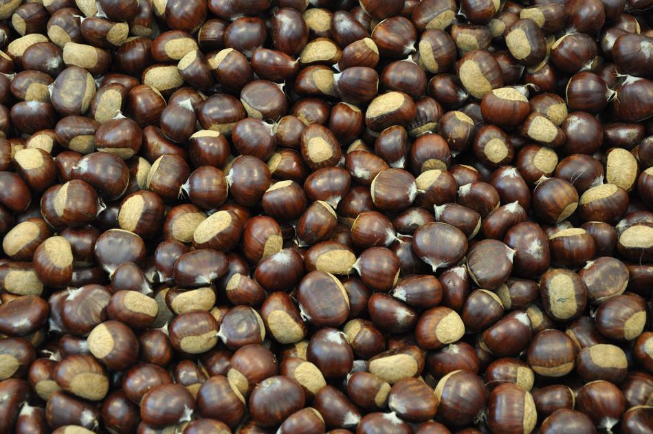 Marroni chestnut
