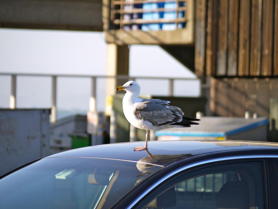 bird-on-car-free-image-download