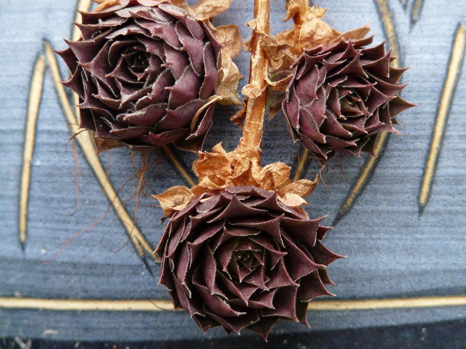 Succulent Roof dry