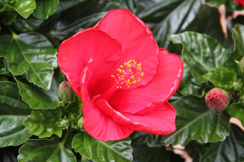 ravishing Hibiscus