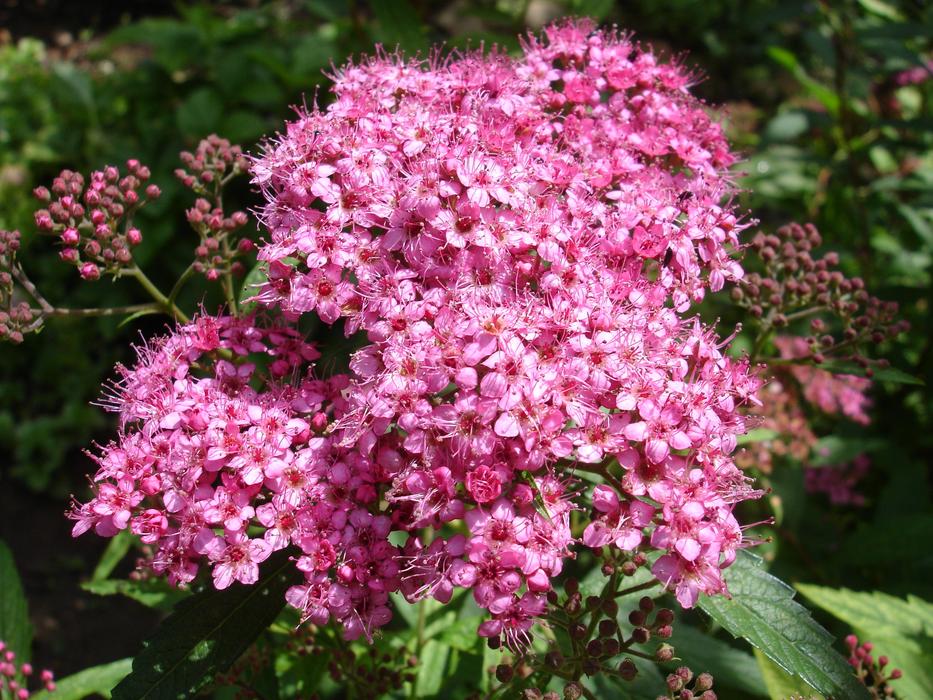 pink umbel in the garden