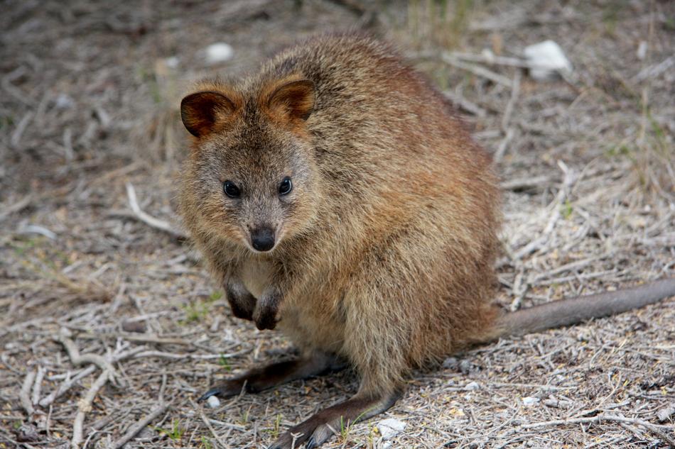animal in wildlife in australia