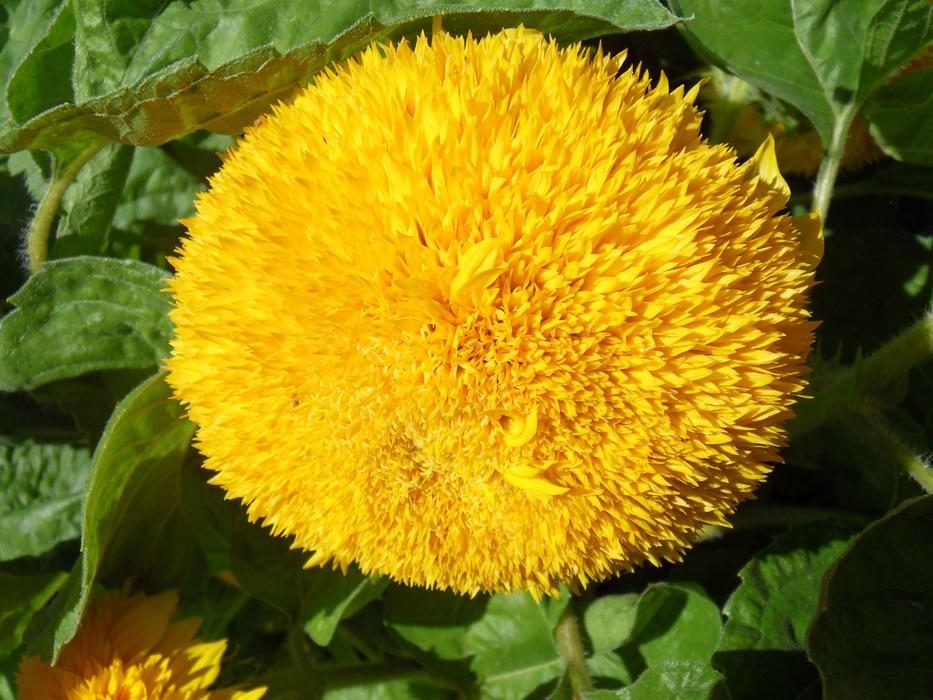 extraordinarily beautiful Flower Knirps