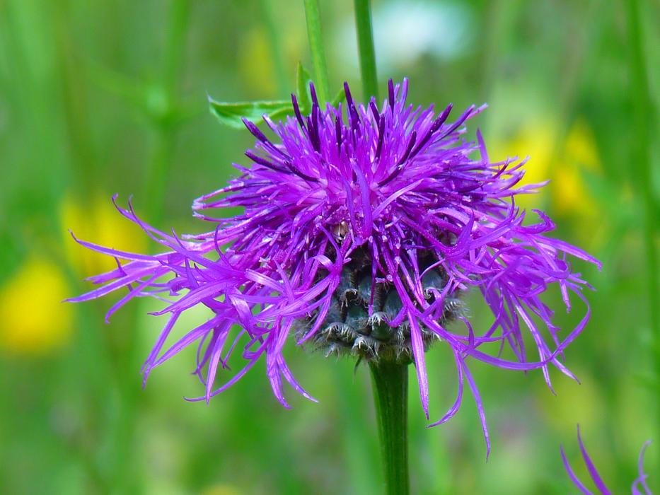 Knapweed Violet Pointed