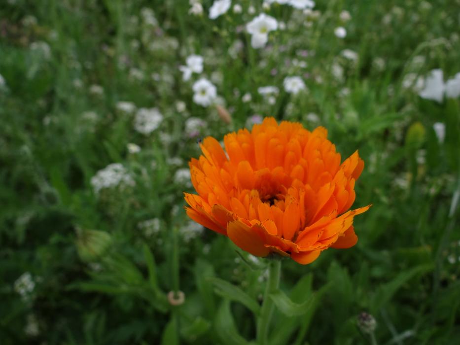 ravishing Meadow Spring