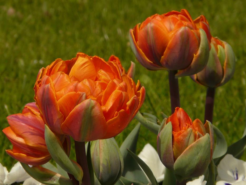 Close-up of the beautiful, orange tulips, among the colorful grass