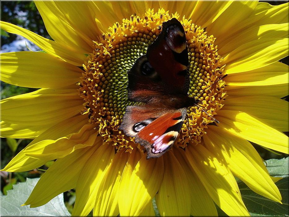 peacock Butterfly feeding on Sunflower