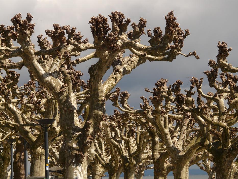 Avenue Sycamore trees