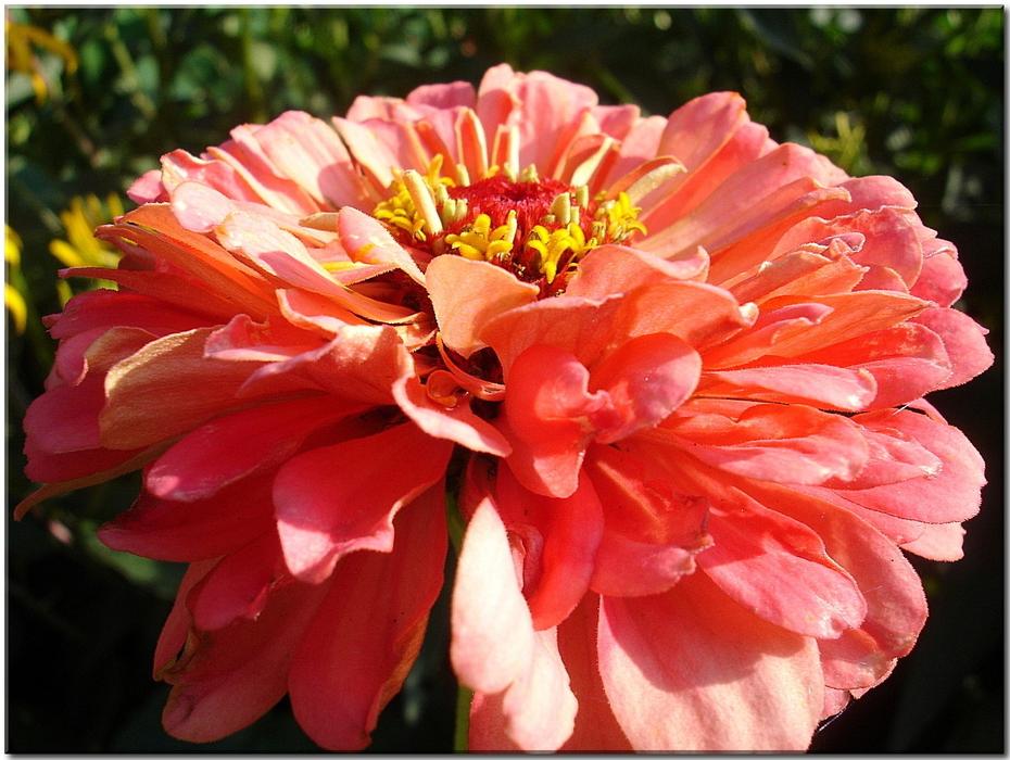 impressively beautiful Garden Orange flower