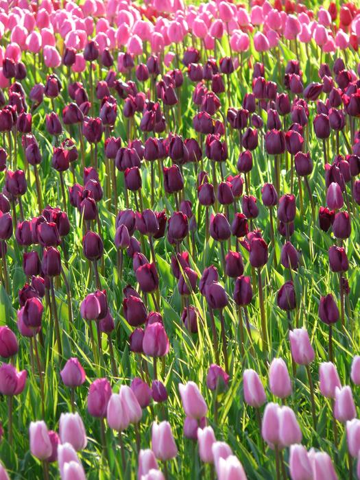 Beautiful tulip field with the colorful and beautiful tulips, in light