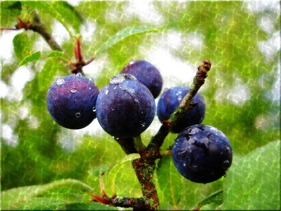 blue sloe berries close up on blurred background