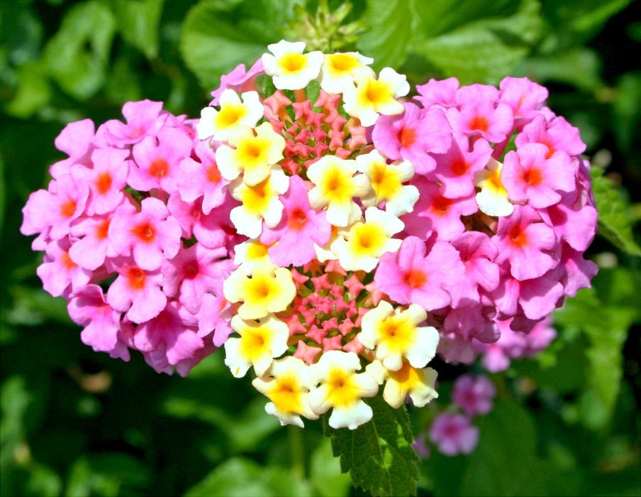 absolutely beautiful Lantana Camara Flowers