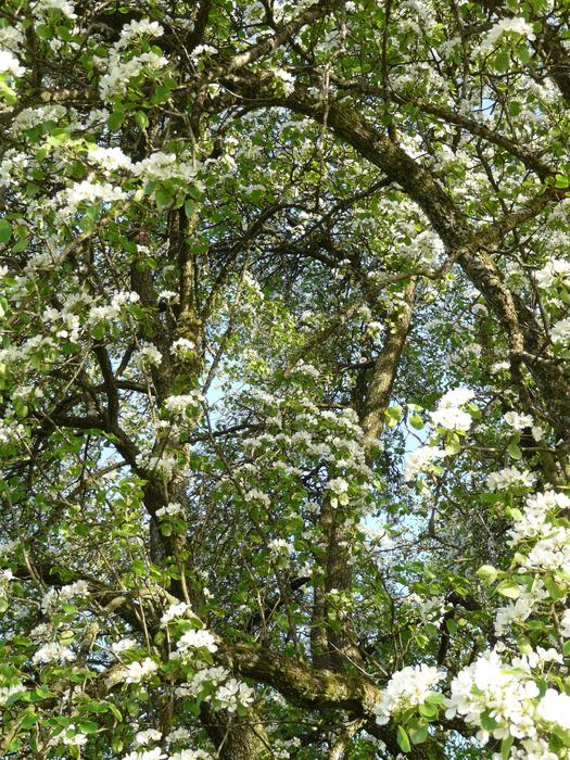 White tree in the sunlight close up