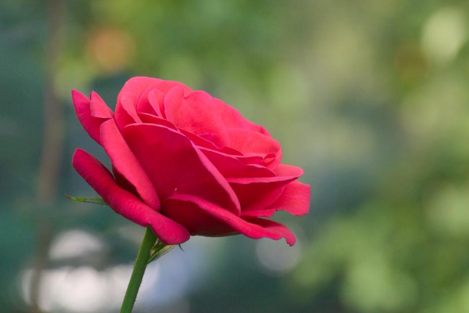 Rose, red Flower at blurred green background