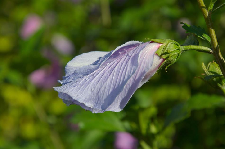 ravishing Blassblau Blossom