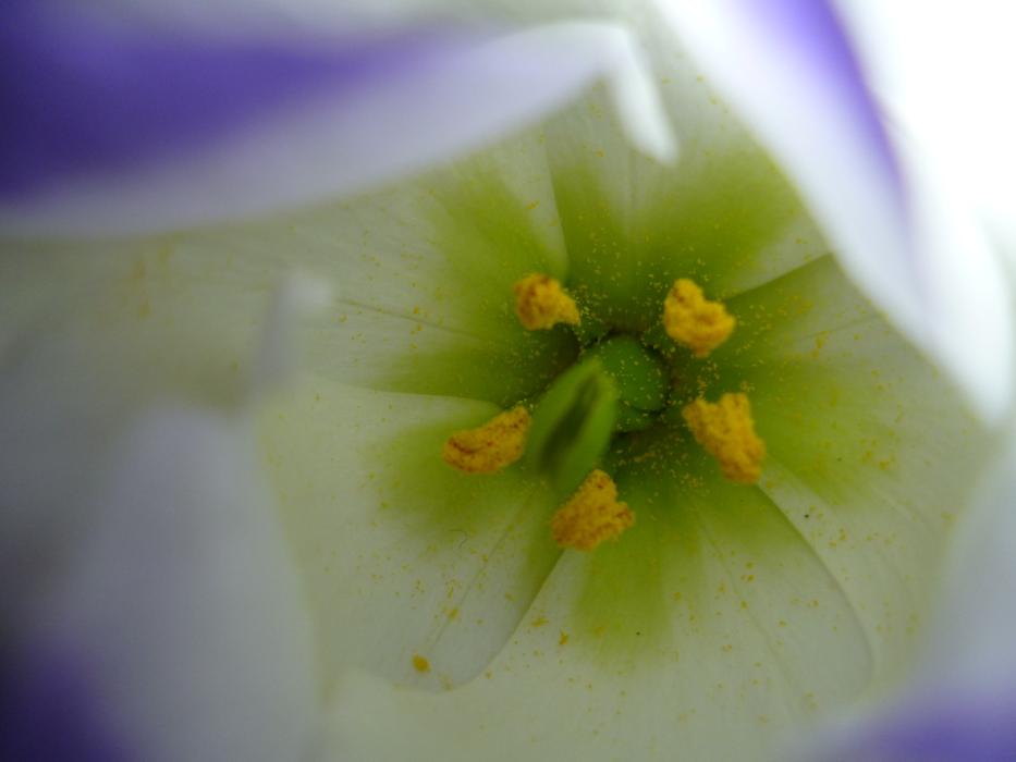 flower macro photo