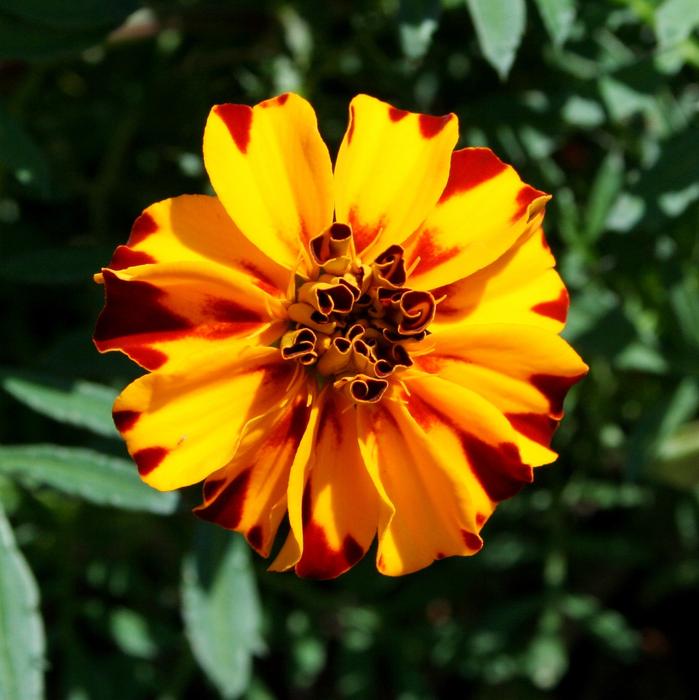 magnificent Marigold Flower