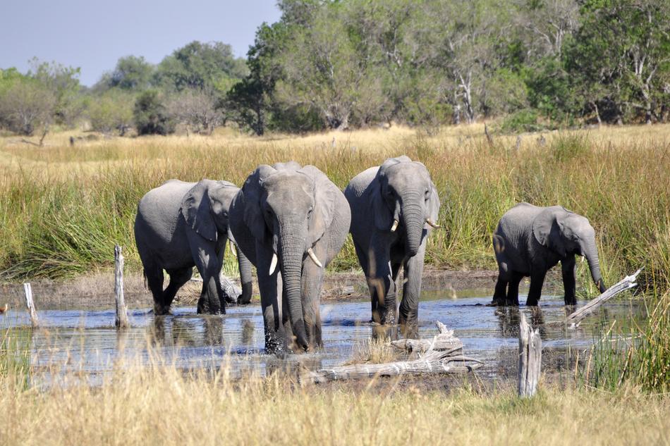 Elephants in Africa Okavango delta
