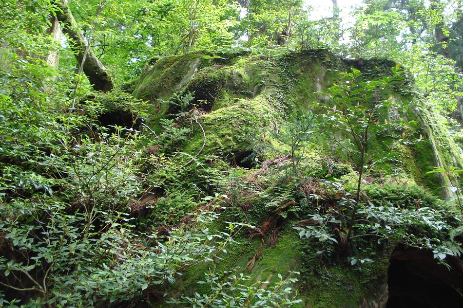 Green grass forest