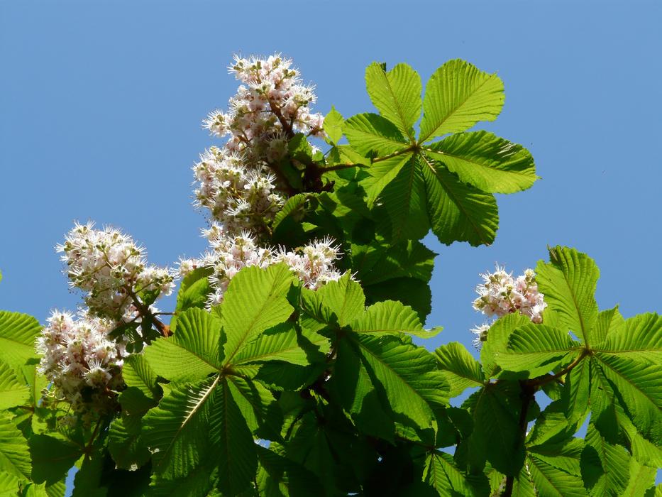 photo of chestnut inflorescences