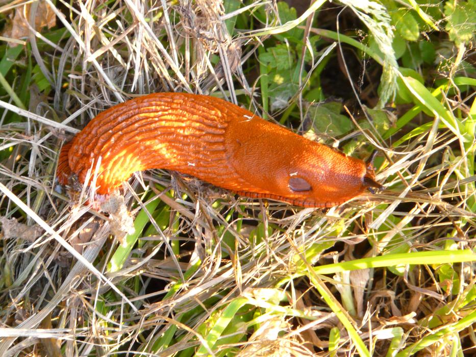 Red Wegschnecke, among the colorful grass