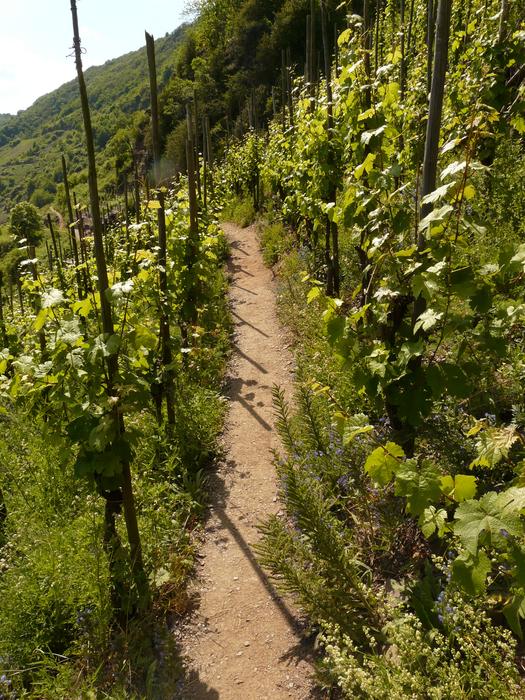 path and pillars along the vineyard