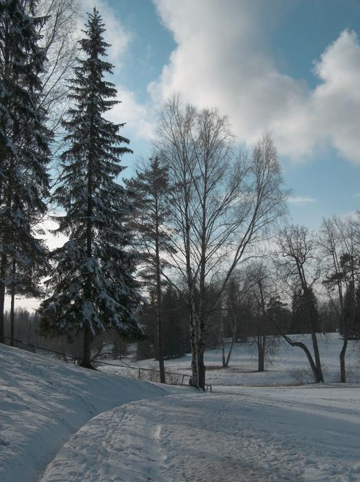 Sky Trees snow